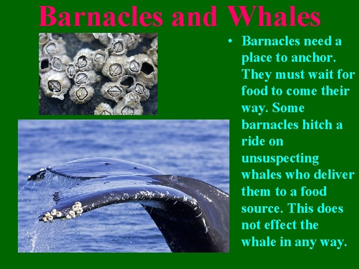Barnacles and Whales • Barnacles need a place to anchor. They must wait for