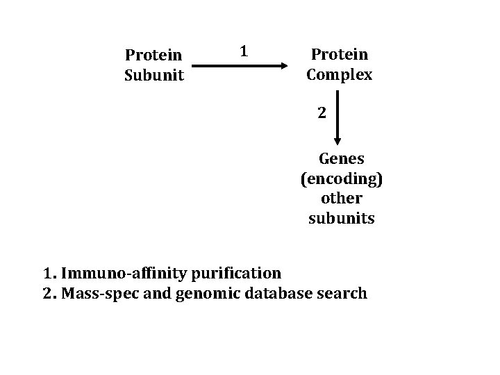 Protein Subunit 1 Protein Complex 2 Genes (encoding) other subunits 1. Immuno-affinity purification 2.