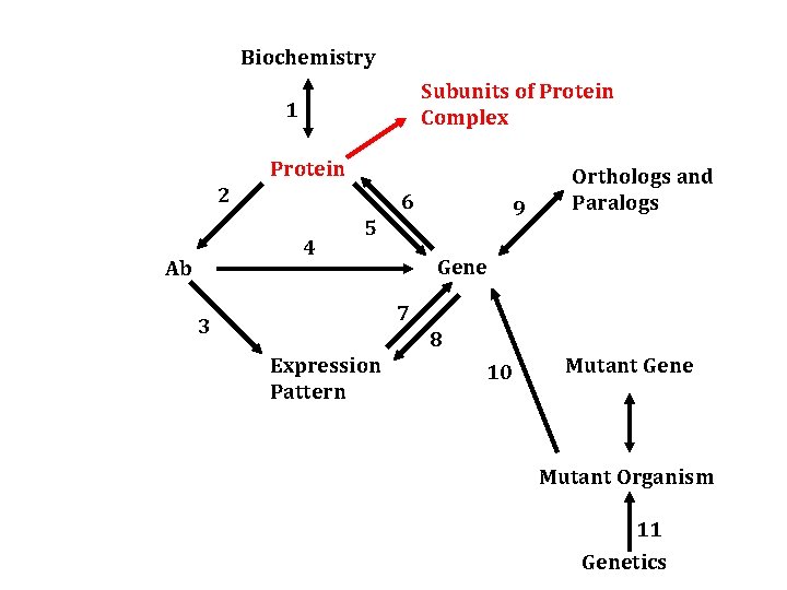 Biochemistry Subunits of Protein Complex 1 Protein 2 6 4 Ab 9 5 Orthologs