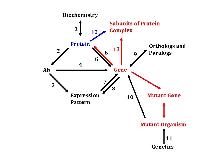 Biochemistry 1 Subunits of Protein Complex 12 Protein 2 6 4 Ab 13 9