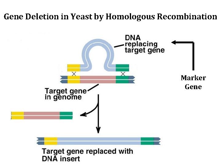 Gene Deletion in Yeast by Homologous Recombination Marker Gene 