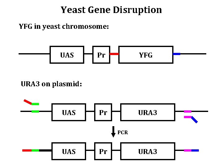 Yeast Gene Disruption YFG in yeast chromosome: UAS Pr YFG Pr URA 3 on