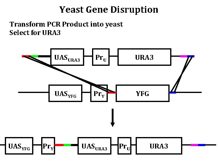 Yeast Gene Disruption Transform PCR Product into yeast Select for URA 3 UASYFG Pr.