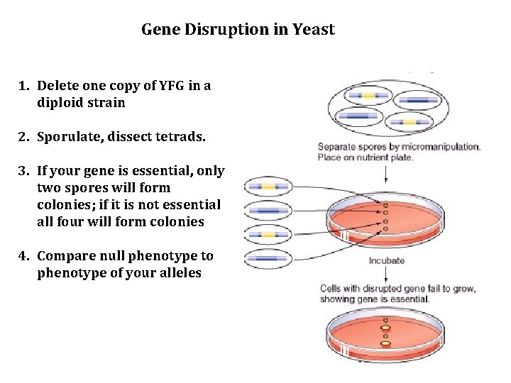 Gene Disruption in Yeast 1. Delete one copy of YFG in a diploid strain