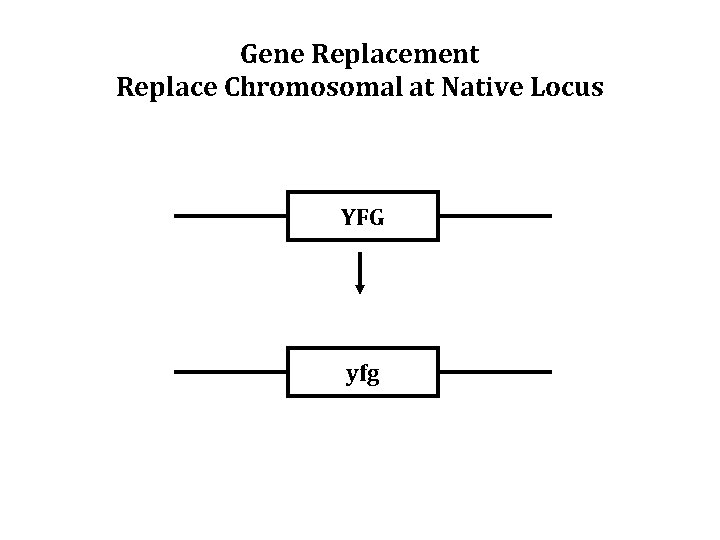 Gene Replacement Replace Chromosomal at Native Locus YFG yfg 