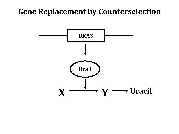 Gene Replacement by Counterselection URA 3 Ura 3 X Y Uracil 