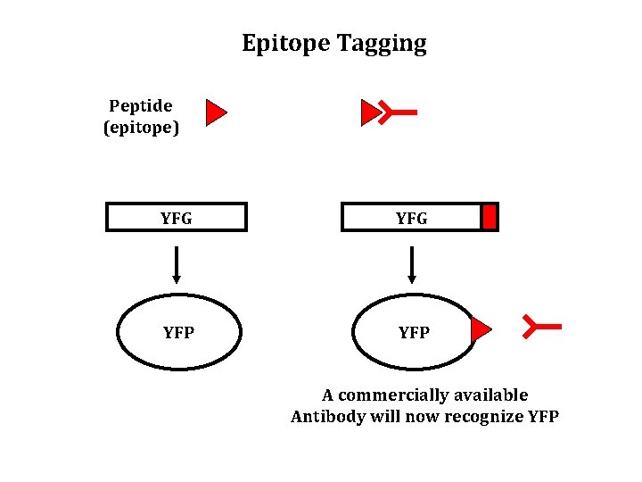 Epitope Tagging Peptide (epitope) YFG YFP A commercially available Antibody will now recognize YFP