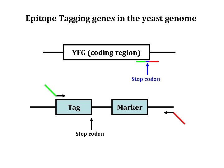 Epitope Tagging genes in the yeast genome YFG (coding region) Stop codon Tag Stop