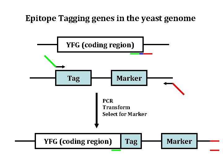 Epitope Tagging genes in the yeast genome YFG (coding region) Tag Marker PCR Transform