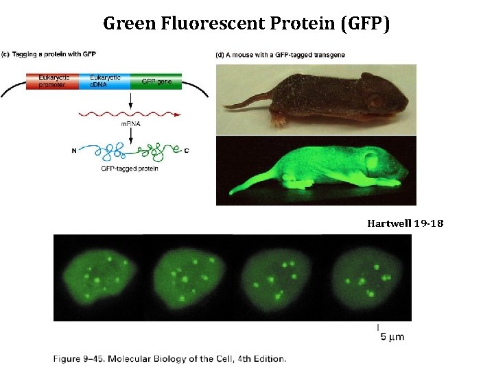 Green Fluorescent Protein (GFP) Hartwell 19 -18 