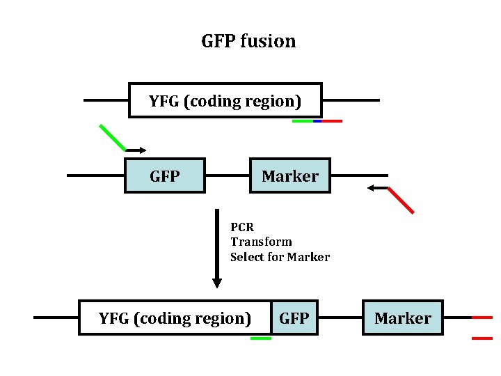 GFP fusion YFG (coding region) GFP Marker PCR Transform Select for Marker YFG (coding