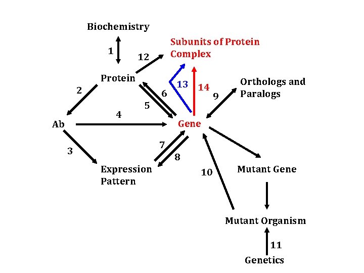Biochemistry 1 Subunits of Protein Complex 12 Protein 2 6 4 Ab 13 14