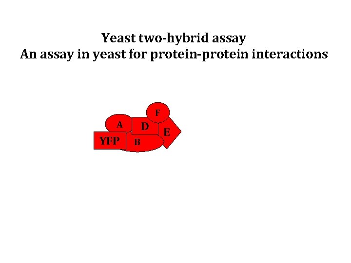 Yeast two-hybrid assay An assay in yeast for protein-protein interactions F A YFP D