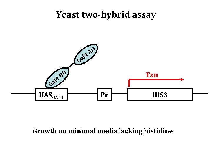 Yeast two-hybrid assay l 4 a G l 4 Ga AD BD UASGAL 4