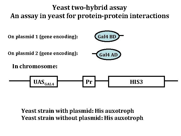 Yeast two-hybrid assay An assay in yeast for protein-protein interactions On plasmid 1 (gene