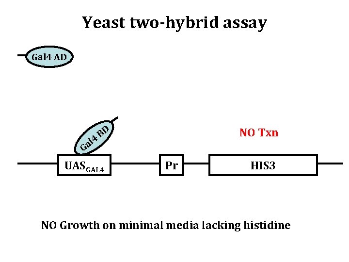 Yeast two-hybrid assay Gal 4 AD l 4 Ga BD UASGAL 4 NO Txn