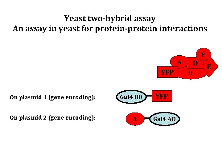 Yeast two-hybrid assay An assay in yeast for protein-protein interactions F A YFP On