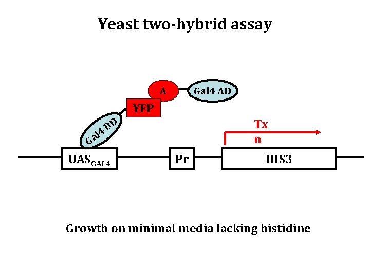 Yeast two-hybrid assay A Gal 4 AD YFP 4 l Ga Tx n BD