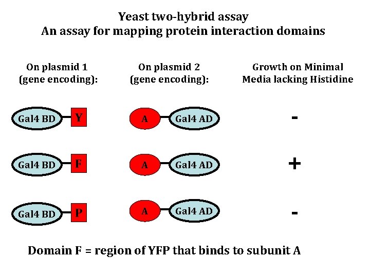 Yeast two-hybrid assay An assay for mapping protein interaction domains On plasmid 1 (gene