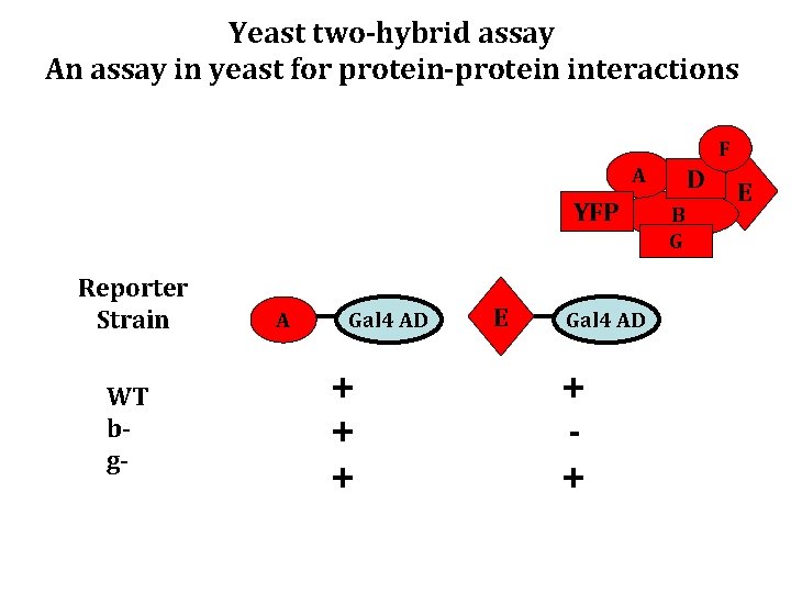 Yeast two-hybrid assay An assay in yeast for protein-protein interactions F A YFP Reporter