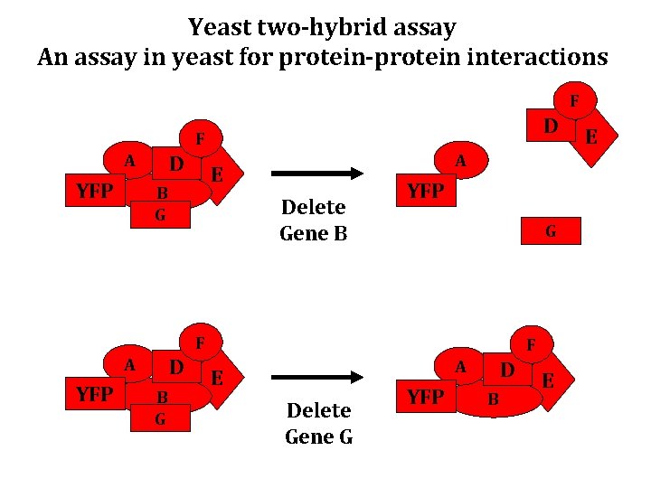 Yeast two-hybrid assay An assay in yeast for protein-protein interactions F D F A