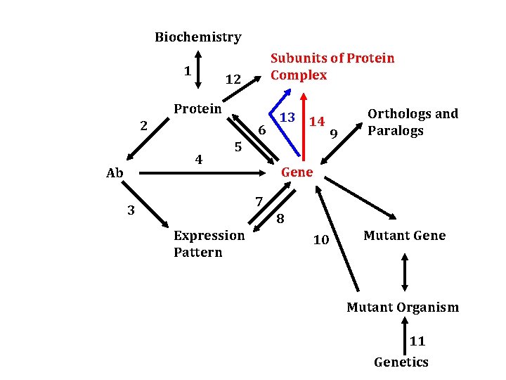 Biochemistry 1 Subunits of Protein Complex 12 Protein 2 6 4 Ab 13 14