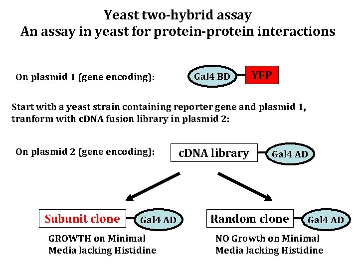 Yeast two-hybrid assay An assay in yeast for protein-protein interactions On plasmid 1 (gene