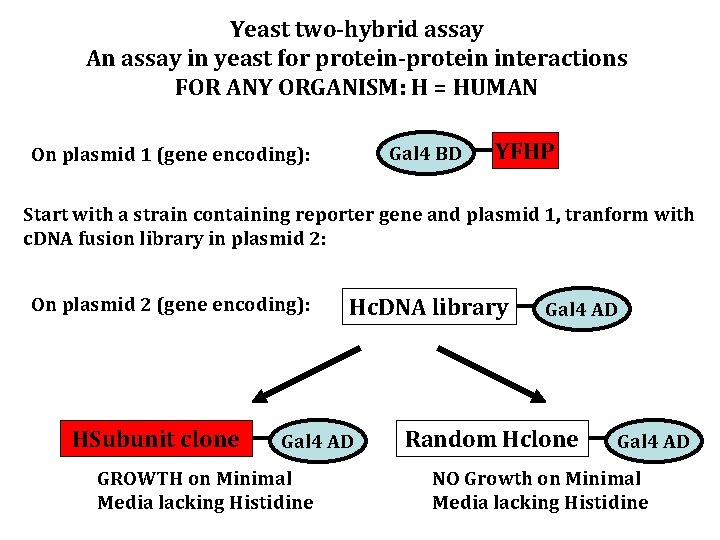 Yeast two-hybrid assay An assay in yeast for protein-protein interactions FOR ANY ORGANISM: H