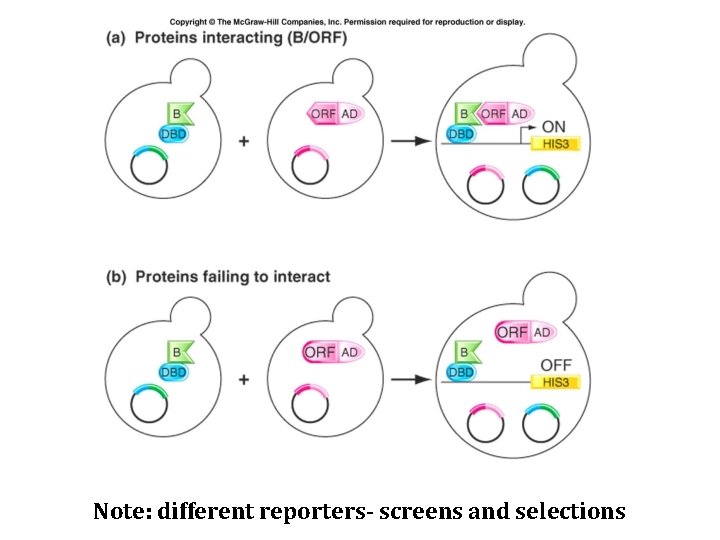 Note: different reporters- screens and selections 