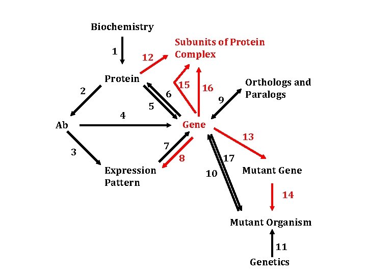 Biochemistry 1 Subunits of Protein Complex 12 Protein 2 6 4 Ab 15 Orthologs