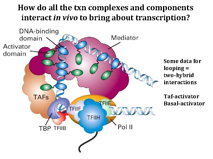 How do all the txn complexes and components interact in vivo to bring about
