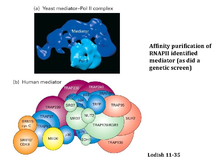 Affinity purification of RNAPII identified mediator (as did a genetic screen) Lodish 11 -35