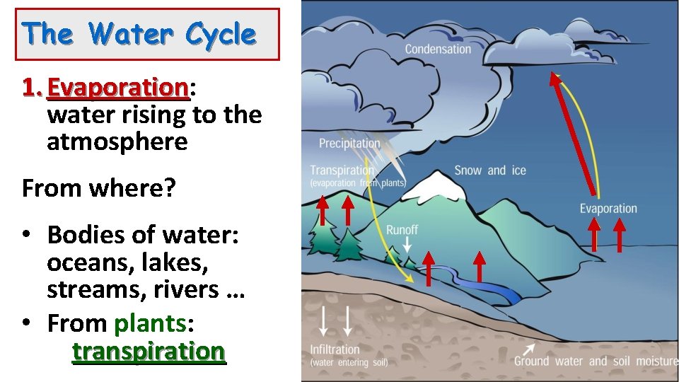 The Water Cycle 1. Evaporation: Evaporation water rising to the atmosphere From where? •
