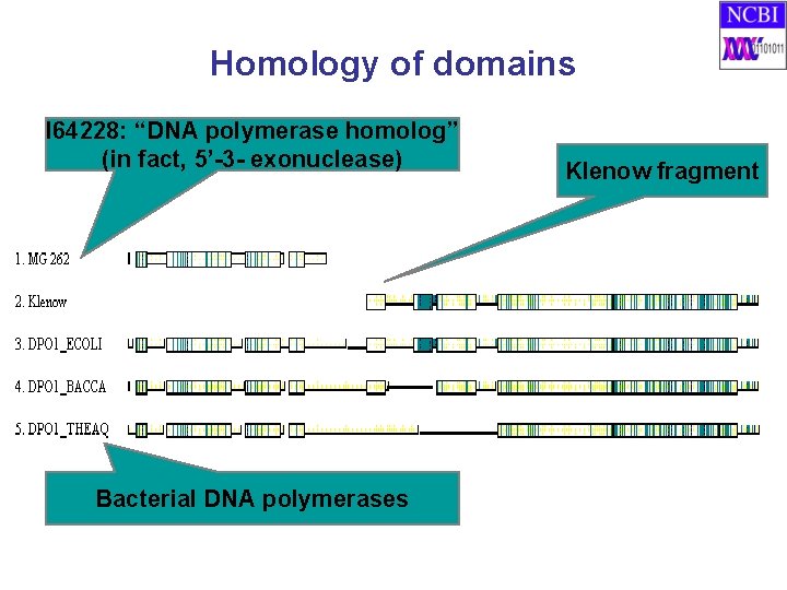 Homology of domains I 64228: “DNA polymerase homolog” (in fact, 5’-3 - exonuclease) Bacterial