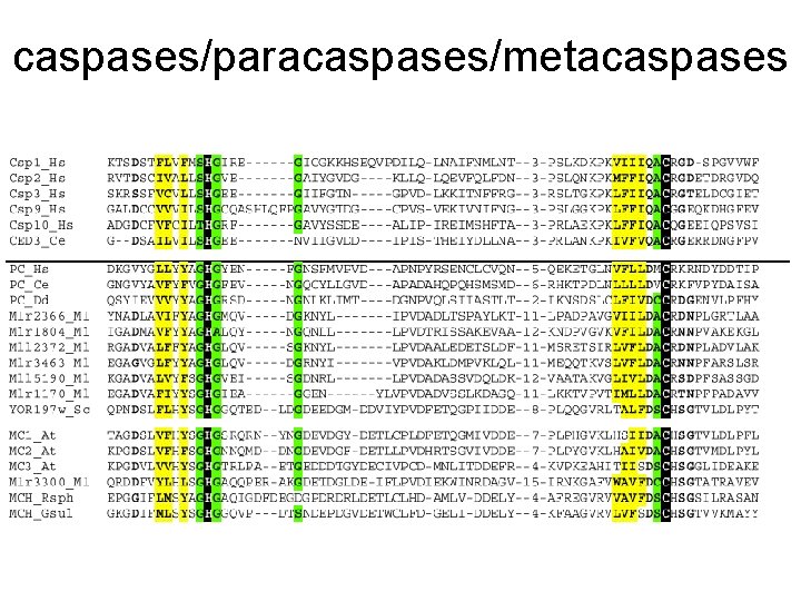 caspases/paracaspases/metacaspases 