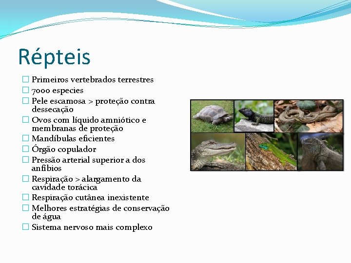 Répteis � Primeiros vertebrados terrestres � 7000 especies � Pele escamosa > proteção contra