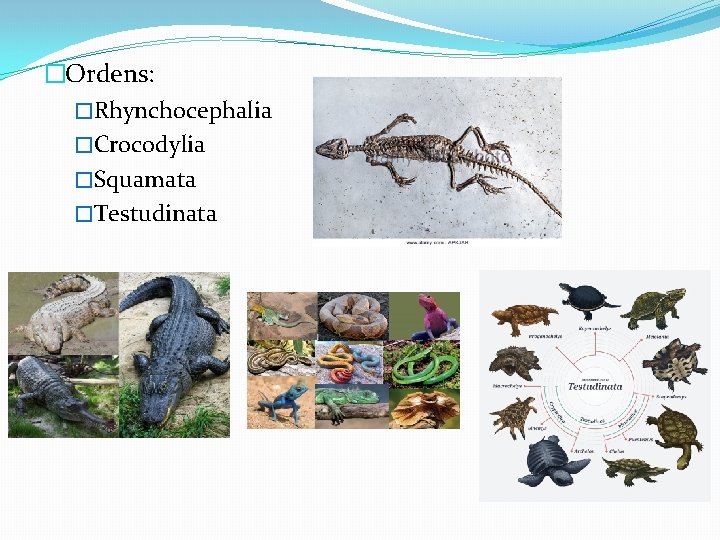 �Ordens: �Rhynchocephalia �Crocodylia �Squamata �Testudinata 