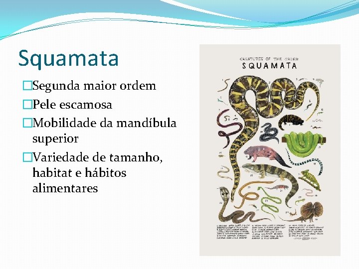 Squamata �Segunda maior ordem �Pele escamosa �Mobilidade da mandíbula superior �Variedade de tamanho, habitat