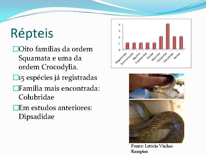 Répteis �Oito famílias da ordem Squamata e uma da ordem Crocodylia. � 15 espécies