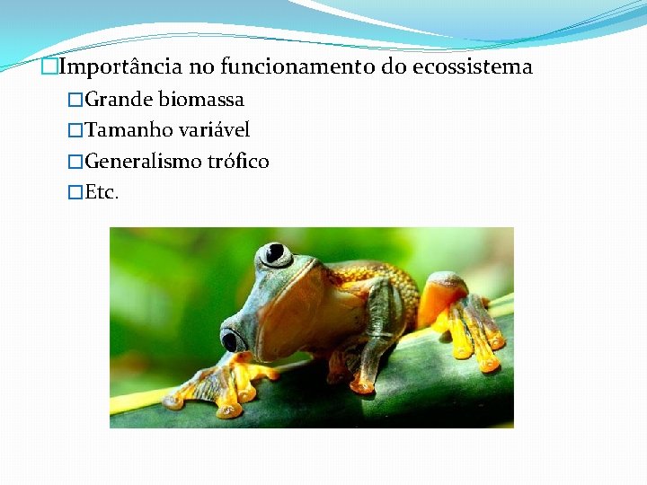 �Importância no funcionamento do ecossistema �Grande biomassa �Tamanho variável �Generalismo trófico �Etc. 