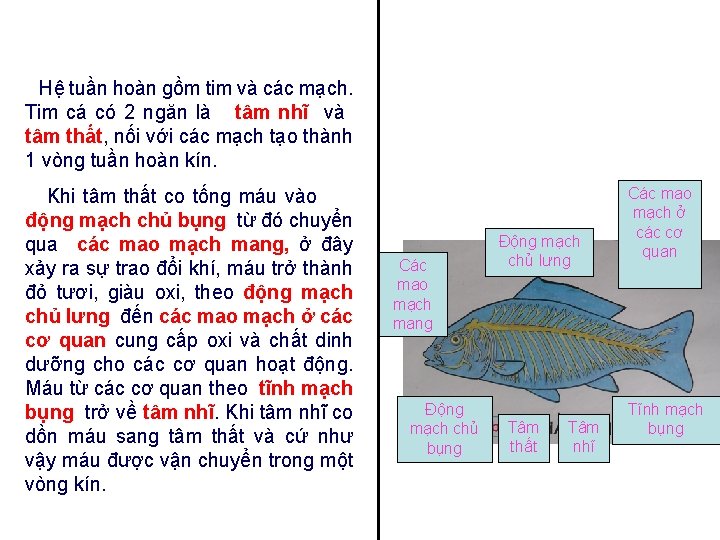 Hệ tuần hoàn gồm tim và các mạch. Tim cá có 2 ngăn là