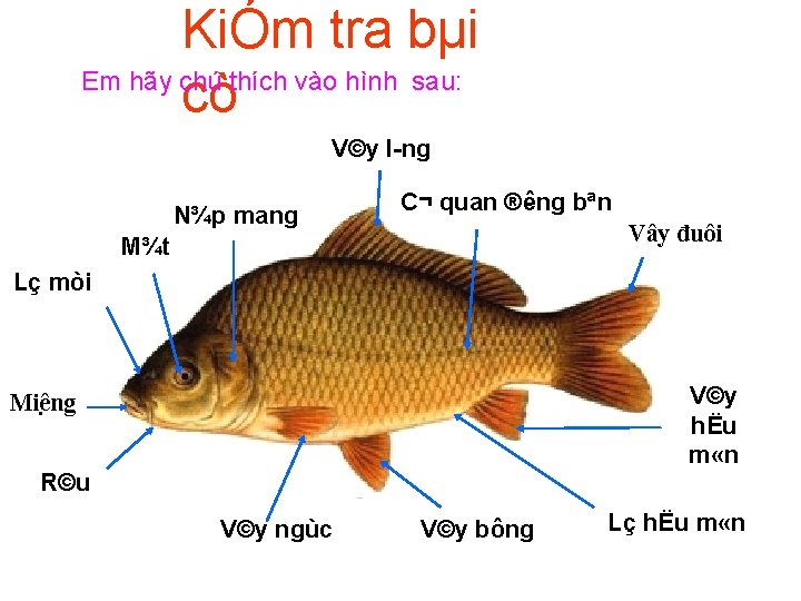 KiÓm tra bµi Em hãy chú thích vào hình sau: cò V©y 6 l