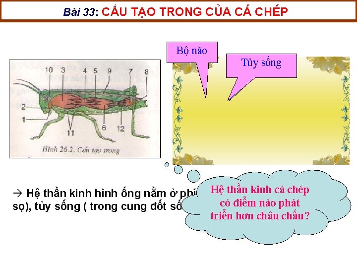 Bài 33: CẤU TẠO TRONG CỦA CÁ CHÉP 1 Bộ não 2 Tủy sống