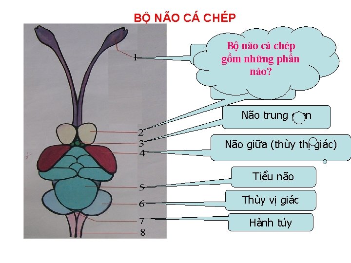 BỘ NÃO CÁ CHÉP Bộ não cá chép Hành giác gồmkhứu những phần nào?