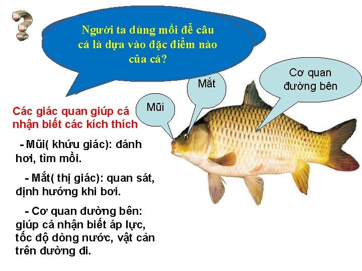 Cá có những giác quan Người ta dùng mồi trọng nào? Nêu vaiđể tròcâu