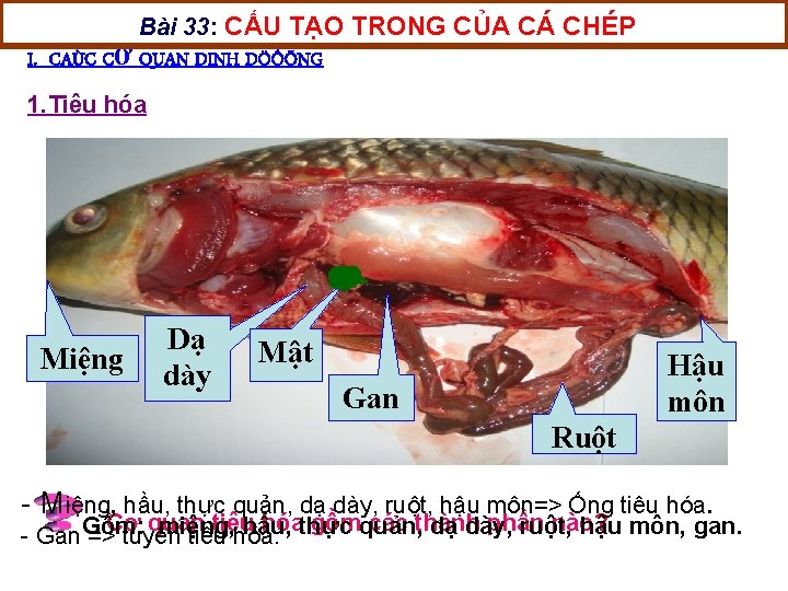 Bài 33: CẤU TẠO TRONG CỦA CÁ CHÉP I. CAÙC CƠ QUAN DINH DÖÔÕNG