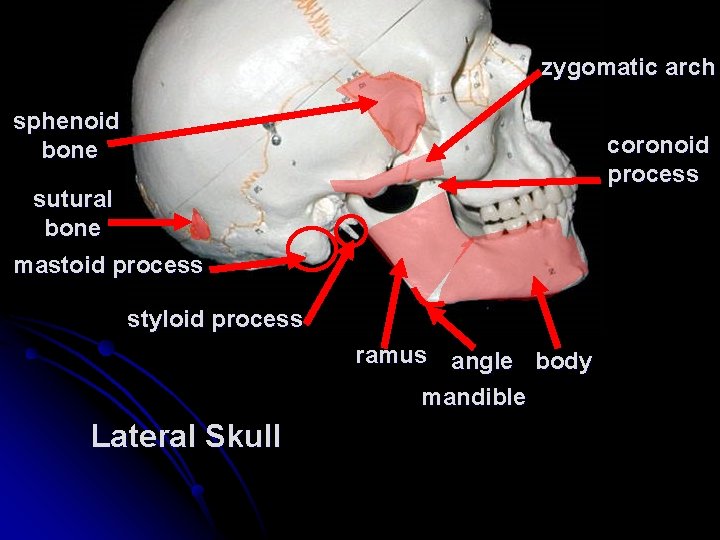 zygomatic arch sphenoid bone coronoid process sutural bone mastoid process styloid process ramus angle