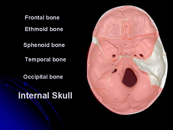 Frontal bone Ethmoid bone Sphenoid bone Temporal bone Occipital bone Internal Skull 