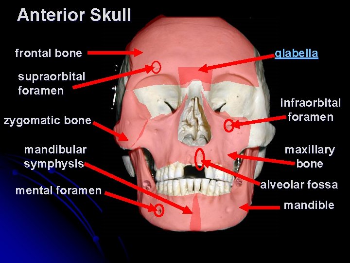 Anterior Skull frontal bone supraorbital foramen zygomatic bone mandibular symphysis mental foramen glabella infraorbital