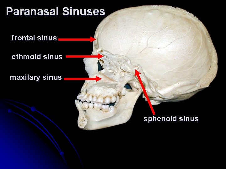 Paranasal Sinuses frontal sinus ethmoid sinus maxilary sinus sphenoid sinus 